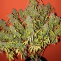 Kennen we de genetische achtergrond van moderne hybriden nog wel?
