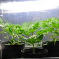 CBD Chronic: verpot & bewatertips