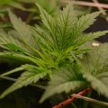 En Barney? Hij scrogt CBD Chronic & rookt buitenwiet zonder zaad