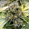 Bud Babe: Bubble