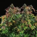 Kijk, zo mooi is Lemon Kush Headband