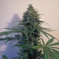 Bud Babe: Sensi Star