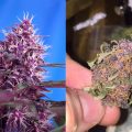 Bud Babe: Red Poison Auto