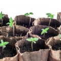 Wietplanten direct in aarde ontkiemen, waarom?