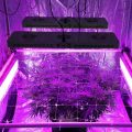Heeft het zin om wietplanten ook van de zijkant te belichten?