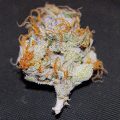 Bud Babe: Blue Thai
