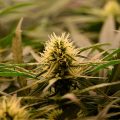 De eerste échte CBD Chronic buds van Barney Green