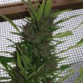 Kush & Purple koken een wiet-diner