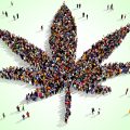 Nu op Mediwietsite - van entourage-effect tot CBD sambalbalm