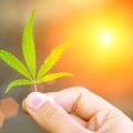 Brits rapport: legaliseer wiet nu (én haal 1,2 miljard euro belasting op)