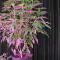 Ent je beste soorten aan één ultieme cannabis moederplant