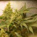 Herfst voor CBD Chronic, tijd om te spoelen
