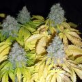 Bud Babe: Big Jack Widow Autoflower
