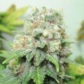Bud Babe: G13 Widow