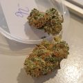 Bud Babe: Scott's OG