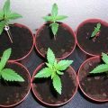 Waarom groeien sommige wietplanten zo slecht?