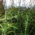 Amnesia Haze: knippen, knikken en binden...