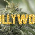Kijk, Hollywood is een sativa