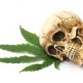 'De achterkant van Nederland' toont scha(n)de van cannabisverbod