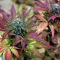 Cannabis en het kweeklicht kleurenspectrum