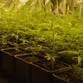Nieuwe serie: Amnesia Haze onder HPS