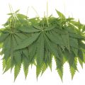 Wiet kweken voor buds én bladeren