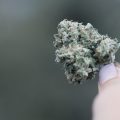 5 manieren om cannabis medicinaal te gebruiken