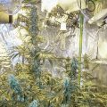 Bud Babe: Zombie Kush
