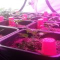 En nu hup, naar cannabis-kleuterschool!