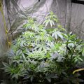 Barney Green kweekt een bush van kush