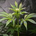 Barney kweekt Kush met led, en CBD onder T-Neon. Scroggen is zijn queeste