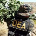 DEA haalt 25 wietleugens eindelijk van website
