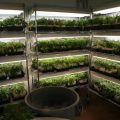 Stekkenfarm met 18.500 (!) wietplanten in Overloon