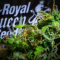 Winactie: gratis naar Spannabis met Royal Queen Seeds