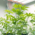 Het belang van lucht voor wietplanten