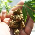 Onderzoek bevestigt: cannabis wekt géén angststoornis op