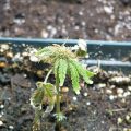 Kijken! De 23 lelijkste wietplanten die je ooit zag!