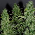 Bud Babe: Auto White Widow