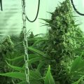 Bud Babe: Industrial Plant Autoflowering CBD