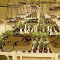 Volg de bloeifase van deze grote led-binnentuin