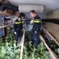 Politie vindt 700 planten en 296 kilo wiet in 2 schuurtjes