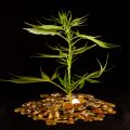 Beleggers in Nederland getipt: investeer in wiet!