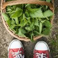 10 soorten biologische voeding voor wietplanten