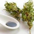 Column - Na jaren pijn verlossing door cannabisolie