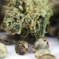Ook bij Hempire is het 4/20 = Gratis wietzaden!