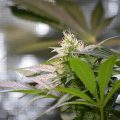 Barney Green maakt zich op voor de afbloeifase