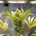 Barney oogst zijn planten één voor één
