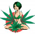 2017 Drug Survey - Cannabis populairste (illegale) drug
