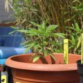 Mista Ganja kweekt buiten Grapefruit (en vier andere wietsoorten)