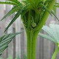Grootste cannabis & kankeronderzoek ooit